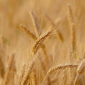 Argentina first to approve GMO wheat variety