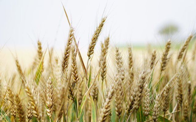 Barley protein concentrate to be available in North America and Asia markets in 2021