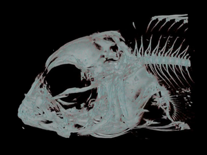 Extruded feed lead to skeletal deformities in ballan wrasse fish larvae