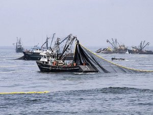 Peru to complete anchovy fishing season