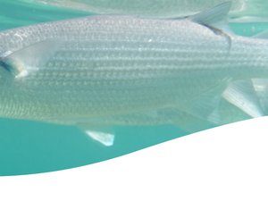 Aquasoja targets mullet production