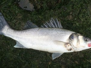 Which insect meal is the best protein source for European sea bass?