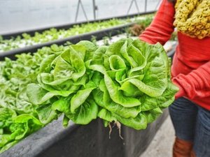 Statement on the organic certification of aquaponic crops