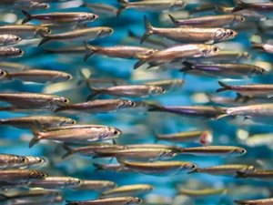 IFFO reports increased cumulative production of fishmeal and fish oil in 2021