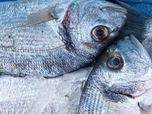 Which is the optimum level of fishmeal replacement by hydrolyzed feather meal in European seabream?