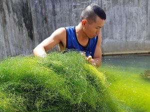 Spaghetti algae to reduce the costs of aquafeeds