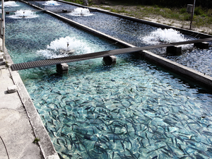 Fish feed from captured methane can be profitable, research finds