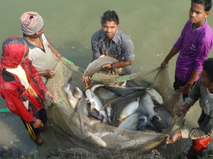 Study finds feeds as the main source of GHG emissions in aquaculture