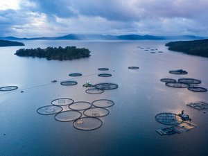 Aquaculture industry leaders sign call to accelerate industry-wide progress