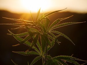 AAFCO calls for more research on hemp ingredients in feed