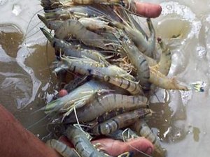 Novel microalgal-based solutions for shrimp disease awarded by the International Awards 2019