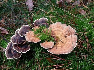 Feed from turkey tail mushrooms offers boost to Taiwan's shrimp industry