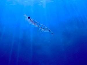 Aker BioMarine reports low 2021 krill harvest