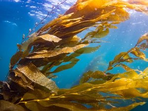 NOAA opens 60-day public comment period for California aquaculture opportunity areas