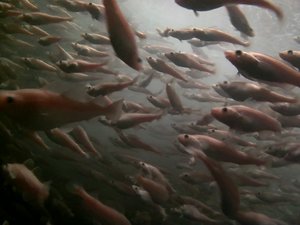 Norwegian company plans to scale up cod farming