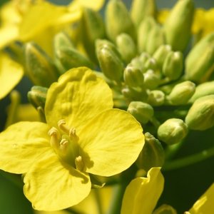 Nuseed partners with ADM for omega-3 canola processing in the U.S.
