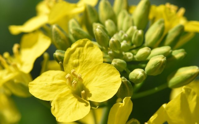 Nuseed partners with ADM for omega-3 canola processing in the U.S.