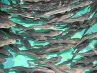 Corps seek public comments on revised and new nationwide permits for aquaculture - USA