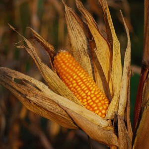 China to develop high-protein corn varieties for animal feed