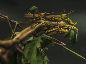 EU to approve migratory locust for human consumption