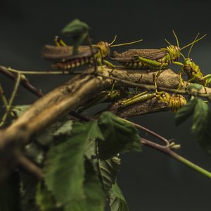 EU to approve migratory locust for human consumption