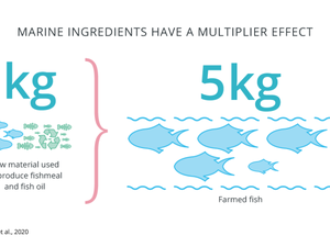 IFFOs updated sustainability metrics show marine ingredients being used as strategic ingredients