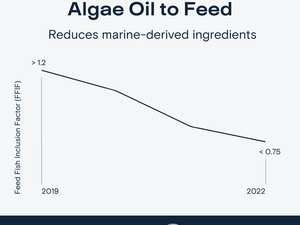 Skretting to include algal omega-3 ingredients in Atlantic Sapphire feeds