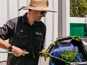 Study finds seaweed quadruples fish immunity