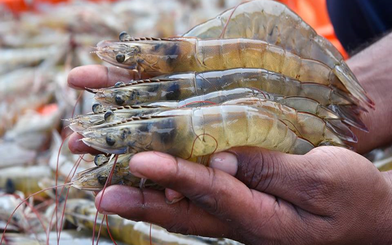 Alternative feed ingredient enhances survival and weight in shrimp