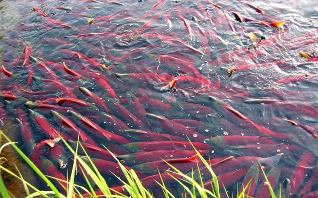 AstaReal releases astaxanthin-rich microalgae meal in EU market