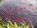 AstaReal releases astaxanthin-rich microalgae meal in EU market