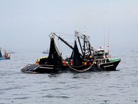 Peru announces 2.41 million tons anchovy quota for the 2020 first fishing season