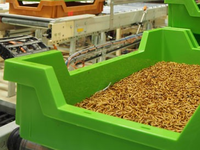 EU authorizes insect proteins in poultry and pig feed