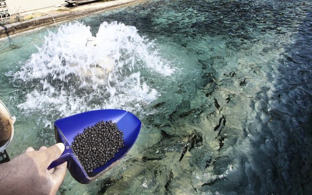 Russia to build new salmon feed mills to reduce imports