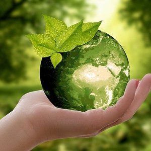 Which novel ingredient is more environmentally sustainable?