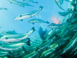 Cargill to enter the seafood production market
