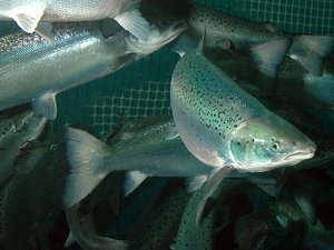 Study finds immune response in salmon through SRS oral vaccine