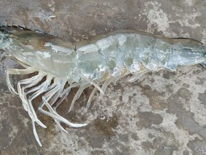Can fishmeal and fish oil be totally replaced by non-marine ingredients in shrimp?
