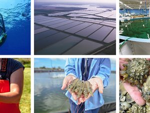 USA - National Aquaculture Health Plan and Standards