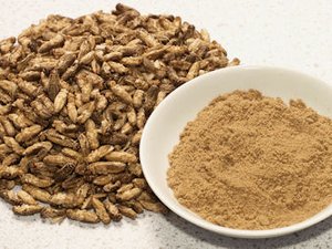 UK research project to lower cost of insect feed production