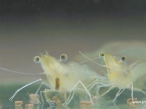 Insect meal improves growth performance and immune response in shrimp