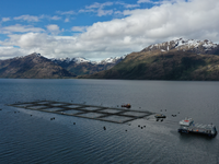 Multi X partners with BioMar to test insect meal in salmon feeds