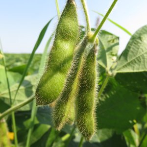 FEFAC unveils a renewed soy benchmarking tool