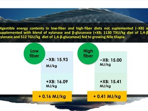 Top-spraying enzymes improve digestibility in high-fiber feeds in Nile tilapia