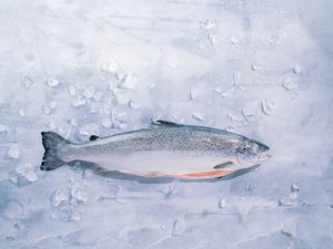 American Heart Association certification for algae-fed salmon