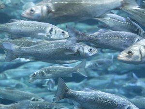 How alternative ingredients affect fecal waste in European seabass?