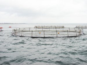 BioMar's new feed range reduces environmental impact of aquaculture