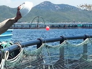 Green bonds could help solve aquacultures greatest expense