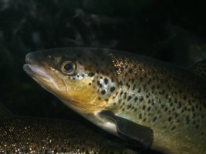 Protease supplementation improves trout ingredients digestibility