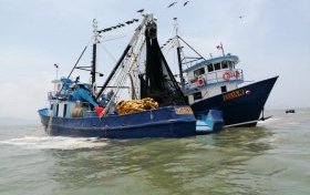 Panama fishmeal and fish oil producers work towards Marine Trust certification - case study